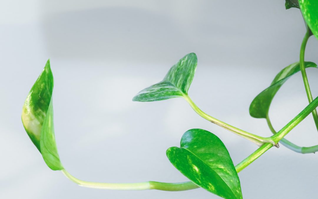 AC Repair West Palm: Tips for Improving Your Air Quality